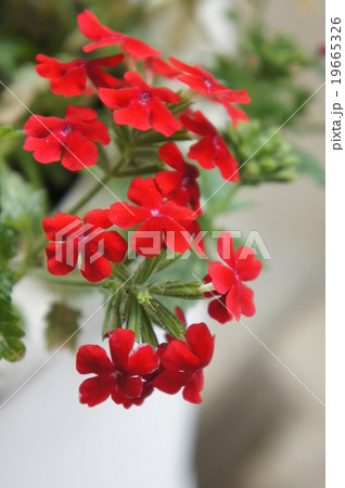 サンタンカ 19665326