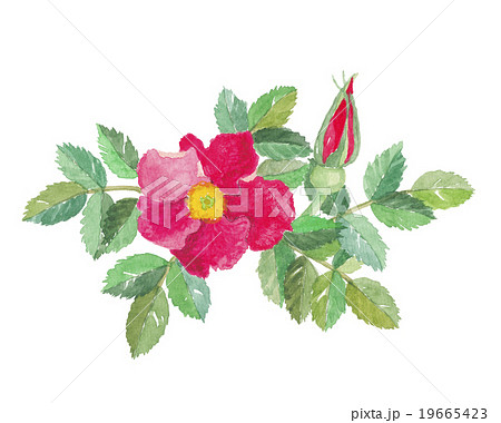 はまなす 19665423