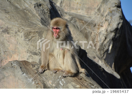 ニホンザル 上野動物園 ニホンザル 上野動物園 19665437