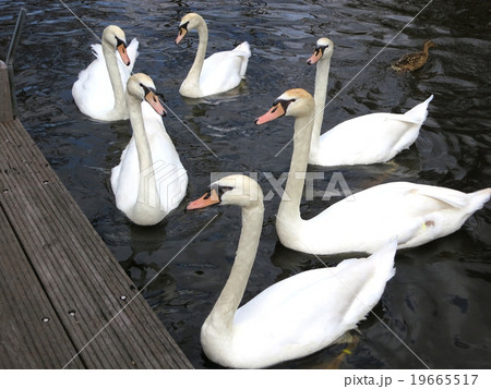 Noble swan in the water Noble swan in the water 19665517