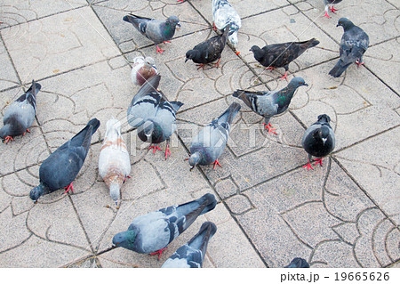 Group of gray pigeons on city street Group of gray pigeons on city street 19665626