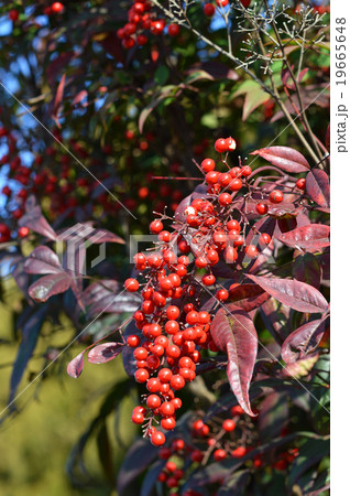 ナンテン（南天） 19665648