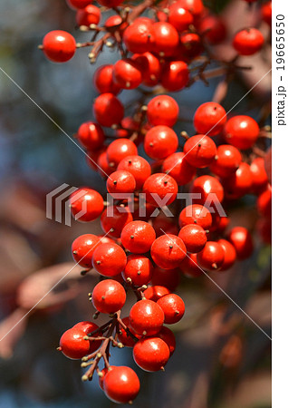 ナンテン（南天） 19665650