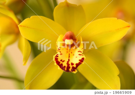 黄色いシンビジウムの花　クローズアップ 19665909