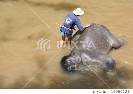 elephant bathing in the river  19666128