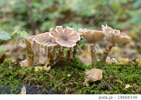 Honey fungus, Armillaria 19666546