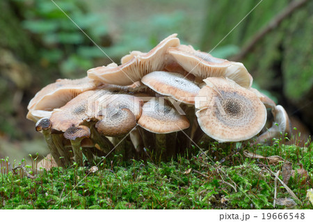 Honey fungus, Armillaria 19666548