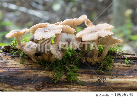 Honey fungus, Armillaria 19666549