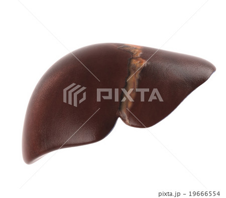Human internal organs. Liver isolated on white 19666554