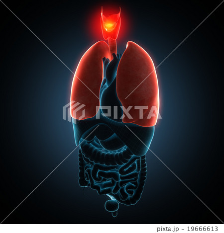 Disease illustration of human lungs. 19666613