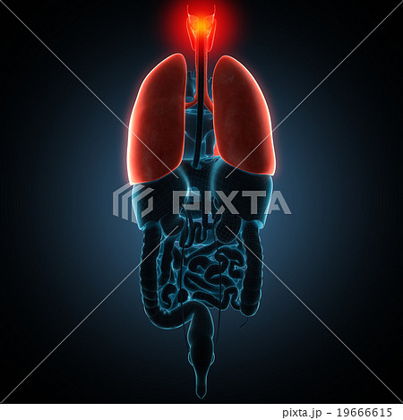 Disease illustration of human lungs. 19666615