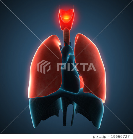 Disease illustration of human lungs. Disease illustration of human lungs. 19666727