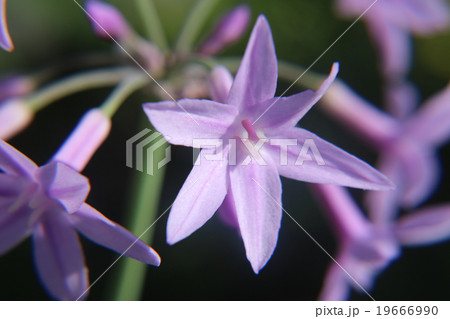 散歩道の草花 19666990