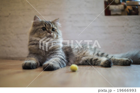 Cat looking for something interesting 19666993