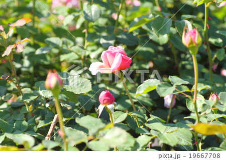 秋バラの花 秋バラの花 19667708