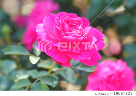 秋バラの花 19667825