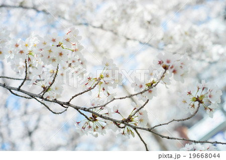 Cherry blossoms(Sakura) flowers branch and tree. Cherry blossoms(Sakura) flowers branch and tree. 19668044