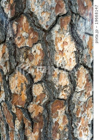 Oak tree texture. 19668147