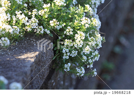 スイートアリッサムの花 19668218