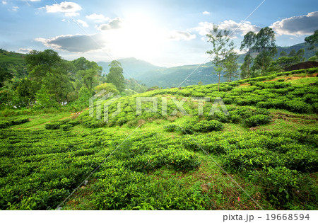 Tea fields in mountains 19668594