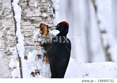 冬のクマゲラ 冬のクマゲラ 19668732
