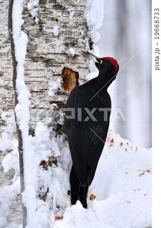 冬のクマゲラ 19668733
