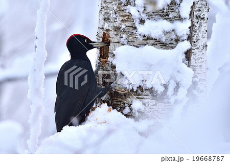 冬のクマゲラ 冬のクマゲラ 19668787