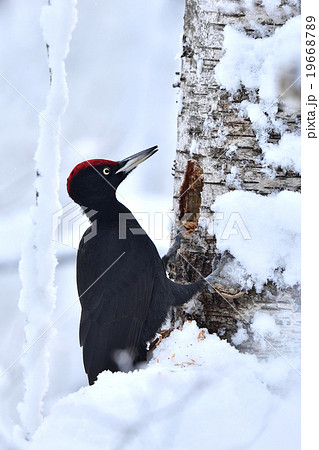 冬のクマゲラ 19668789