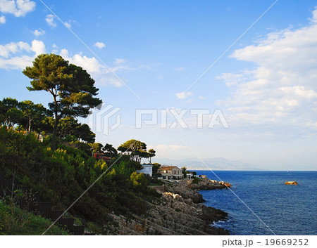 rocky coast and pine trees 19669252