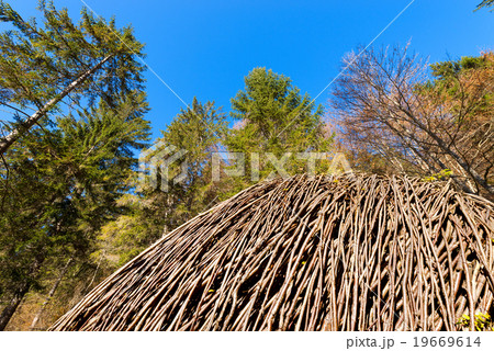 Beeches and Pines in Autumn 19669614