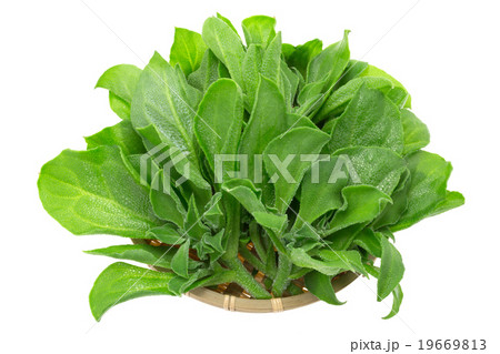 アイスプラント　笊入り 19669813