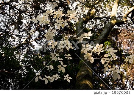 白紅葉・コシアブラ 19670032