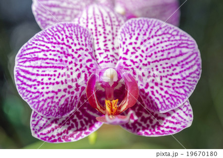 Close up pink orchid Close up pink orchid 19670180
