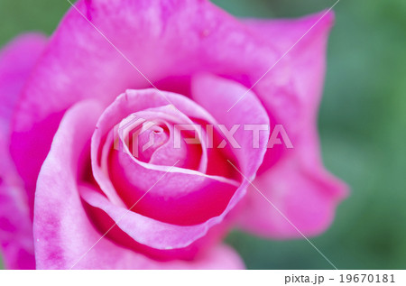 Close up pink rose 19670181