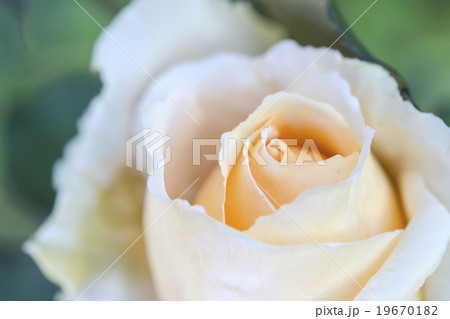 Close up orange rose Close up orange rose 19670182