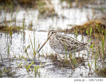 Wading bird in natural environment, Chile. Wading bird in natural environment, Chile. 19671082