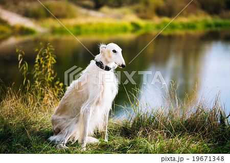 White Russian Borzoi, Borzaya Hunting Dog near 19671348