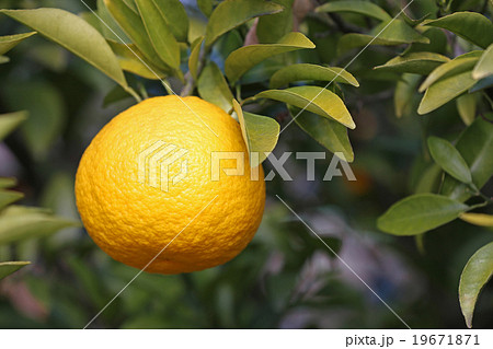 夏みかん  19671871