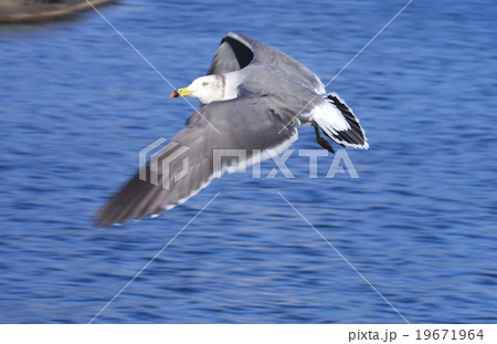 海岸線の海面近くを飛ぶウミネコ 海岸線の海面近くを飛ぶウミネコ 19671964