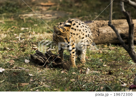 サーバルキャットの子供たち 多摩動物公園 サーバルキャットの子供たち 多摩動物公園 19672300