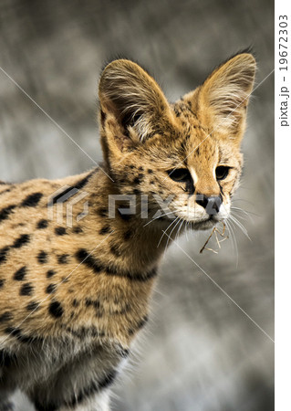サーバルキャットの子供たち　多摩動物公園 19672303