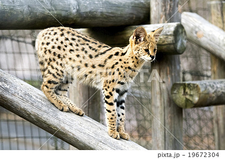 サーバルキャットの子供たち　多摩動物公園 19672304