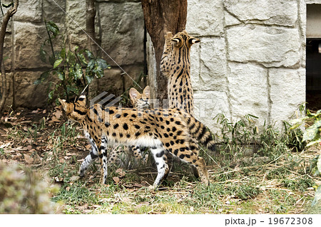 サーバルキャットの子供たち 多摩動物公園の写真素材