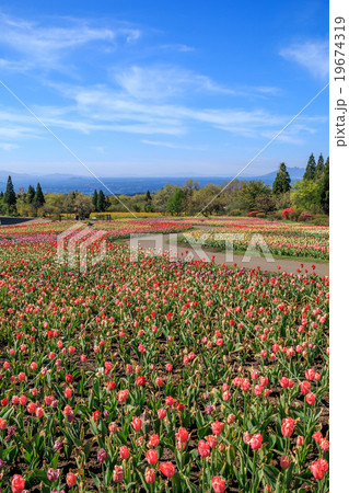 青空とチューリップ畑 青空とチューリップ畑 19674319