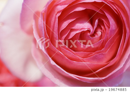 美しい薔薇の花びら 19674885