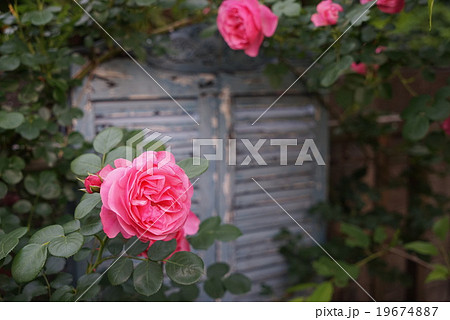 しっとりと佇む薔薇 19674887