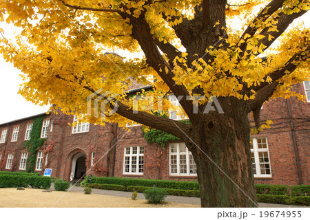立教大学 19674955