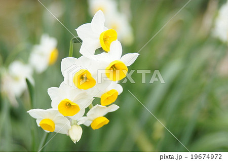 日本水仙 19674972