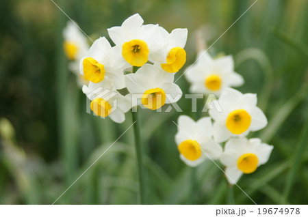 日本水仙 19674978