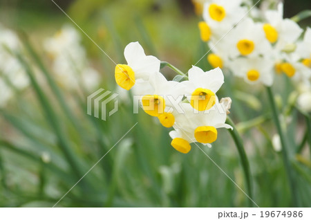 日本水仙 19674986